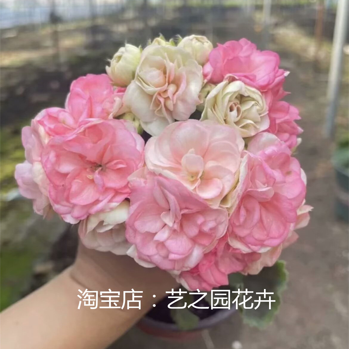 瑞典玫瑰小姐-新品重瓣天竺葵盆栽带花苞 会变色 勤花 株型矮壮