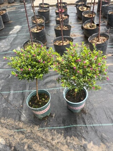 棒棒糖满天星盆栽独杆大苗带花苞多年生耐寒耐热庭院植物易活花园