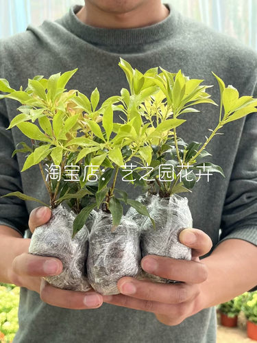 日本马醉木鲜切花可以长大