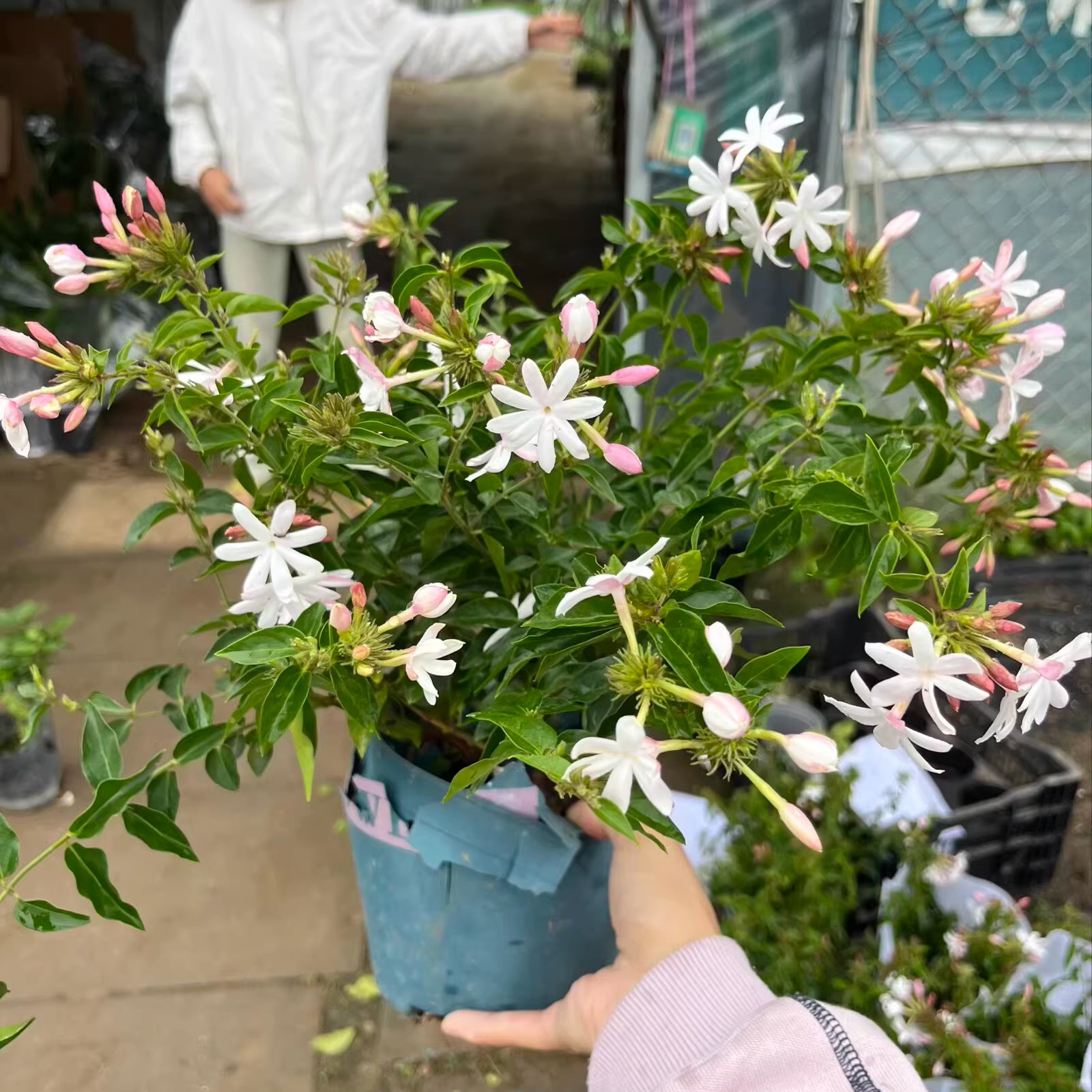 粉苞茉莉花盆栽垂吊悬挂好养