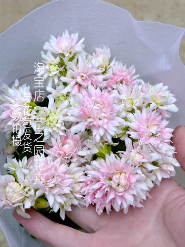 超级玛丽长寿花盆栽带重瓣大花苞大巴黎系列室内打造阳台小花园