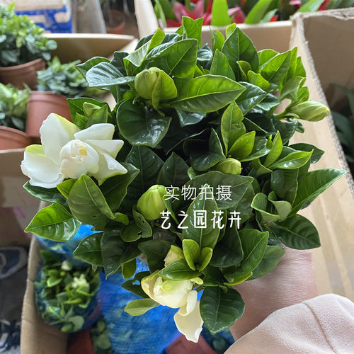 牡丹栀子花四季好养易活小盆栽