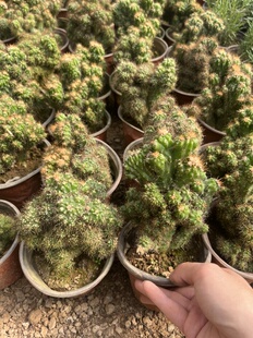 虎头山罗汉山仙人掌盆栽苗 实物拍摄净化空气阳台庭院植物