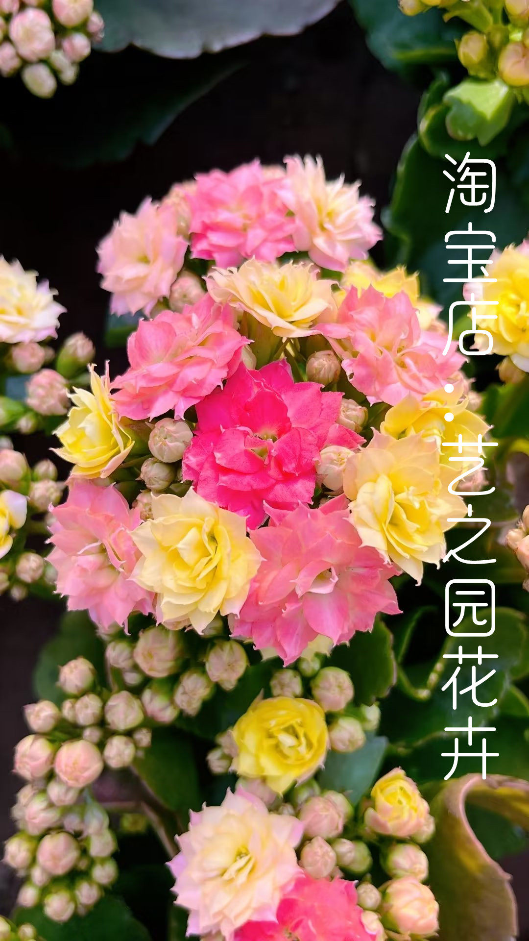 变色龙长寿花盆栽带花苞奶油双色复色外星人大花重瓣长寿花四季开