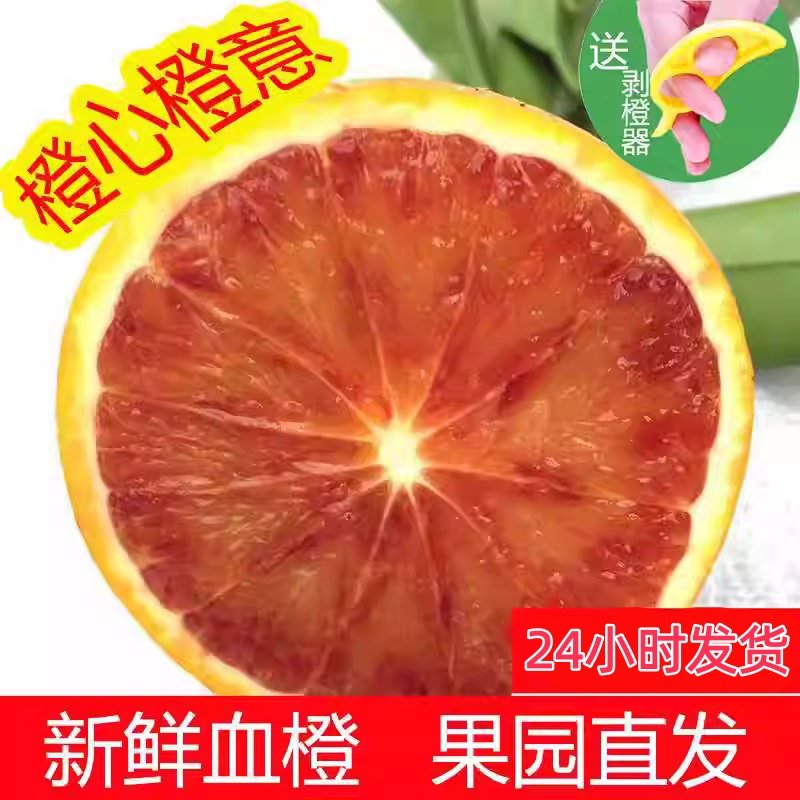正宗塔罗科血橙血丝橙橙子现摘现发新鲜应季水果整箱包邮