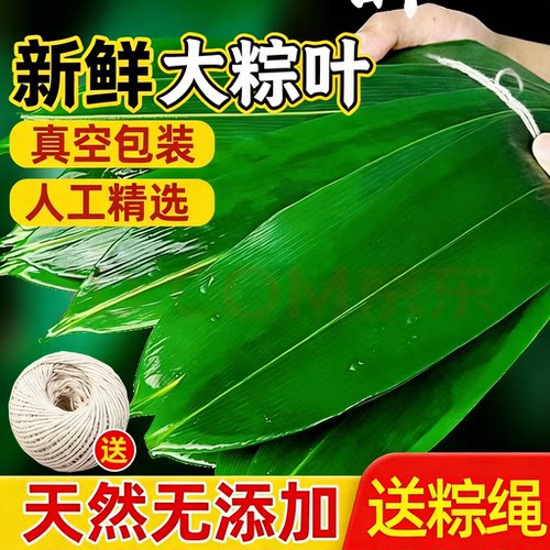 【只卖大号】新鲜粽叶送棉线教程