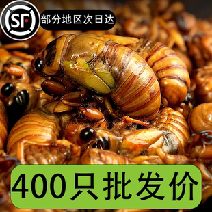 金蝉知了猴2026年新鲜野生现抓速冻非即食结了龟猴知了龟爬叉猴