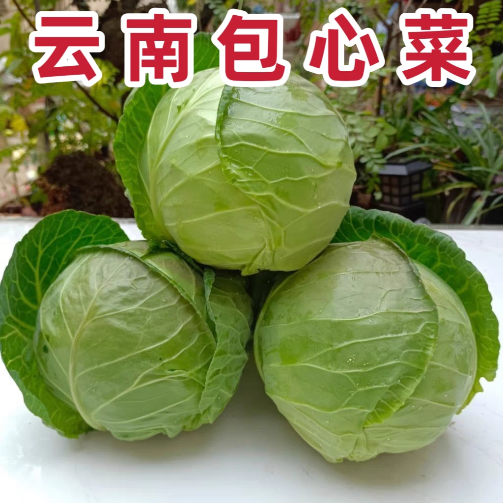 云南省农家自种新鲜蔬菜包菜甘蓝卷心菜莲花白圆白菜现摘现发包邮-封面