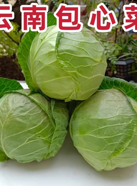 云南省农家自种新鲜蔬菜包菜甘蓝卷心菜莲花白圆白菜现摘现发包邮