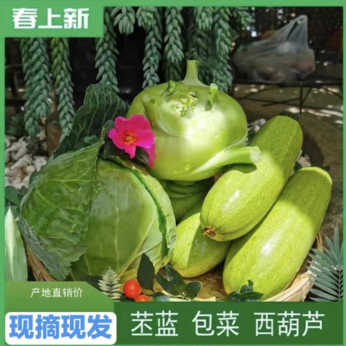 云南新鲜蔬菜大头菜西葫芦卷心菜