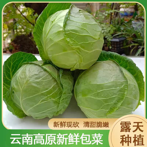 云南省农家自种新鲜蔬菜包菜甘蓝卷心菜莲花白圆白菜现摘现发包邮