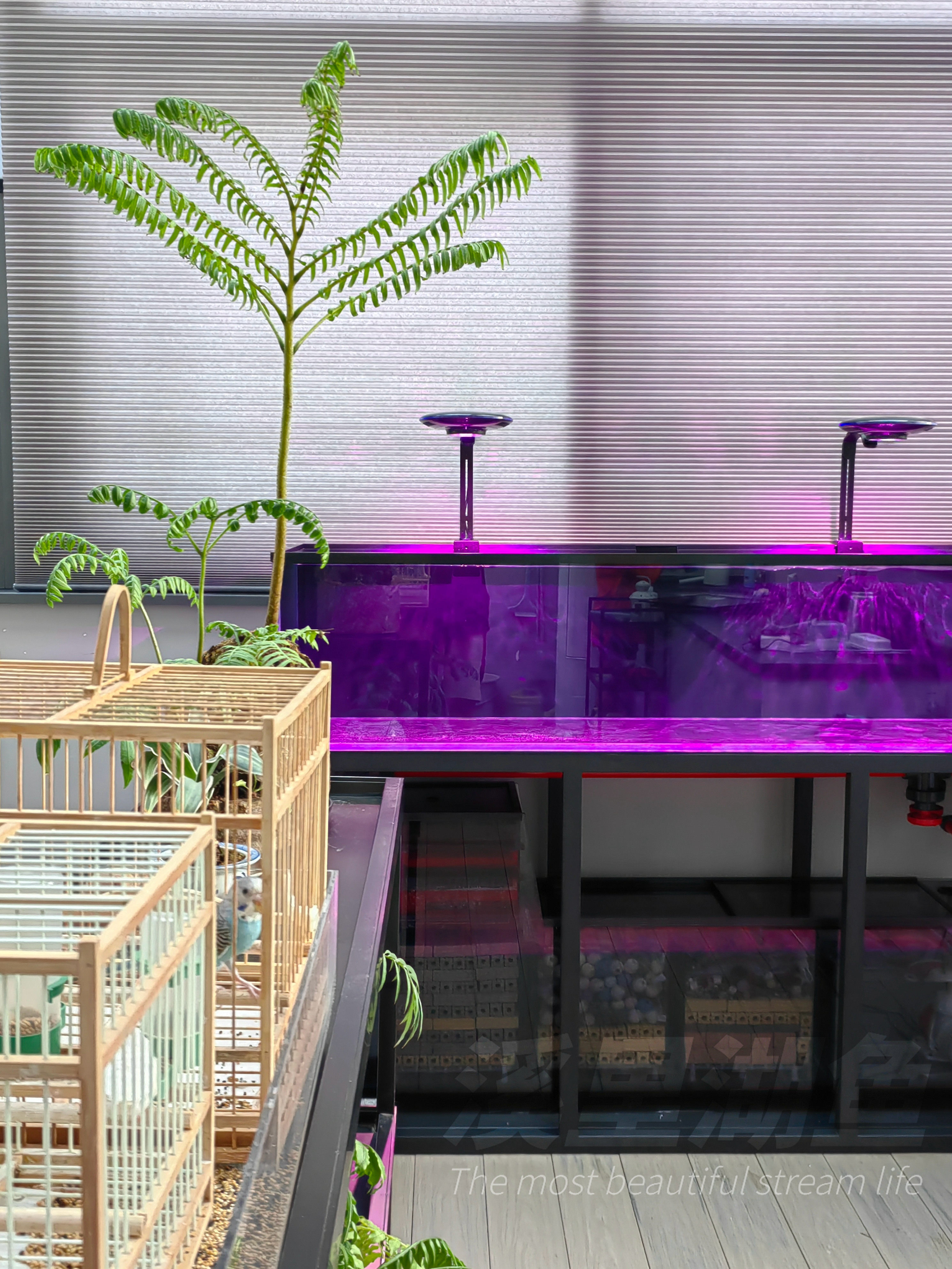 wild金晶五线玻璃后背包底滤超透雷龙溪流金鱼海水南美套缸超白