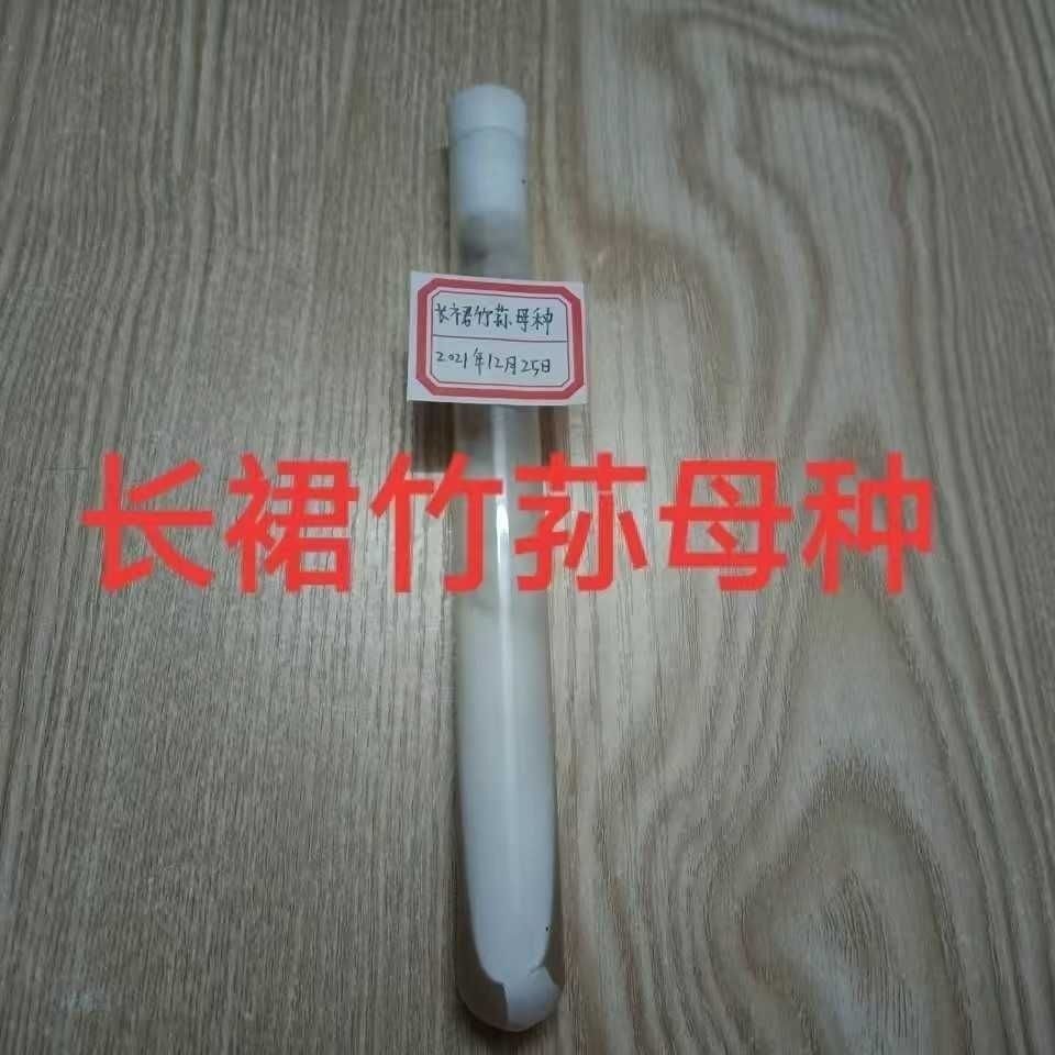 长裙竹荪母种竹荪试管种竹荪一级母种菌种