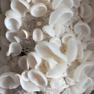 白玉木耳原种白玉木耳二级种白玉木耳菌种