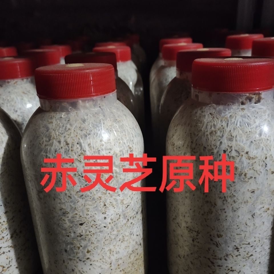 赤灵芝原种赤灵芝二级种赤灵芝菌多肉植物