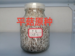 平菇原种原瓶原级扩培平菇二级菌种扩繁种植平菇菌种