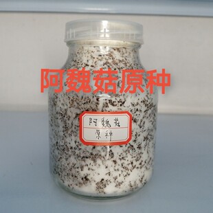 阿魏菇原种阿魏菇二级菌种阿魏菇菌种