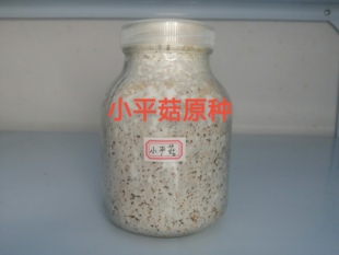 小平菇原种小平菇二级菌种小平菇菌种