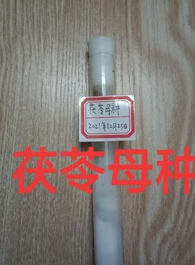 茯苓母种茯苓试管菌种茯苓一级母种