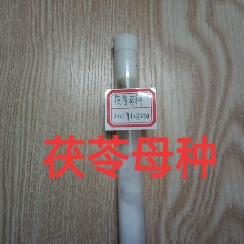 茯苓母种茯苓试管菌种茯苓一级母种