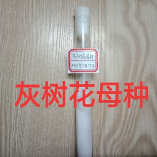 灰树花母种灰树花一级试管母种灰树花菌种
