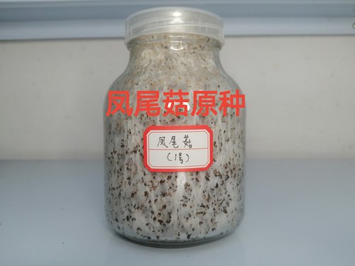 凤尾菇原种凤尾菇二级种凤尾菇菌种