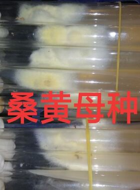 桑黄母种桑黄试管种桑黄一级菌种