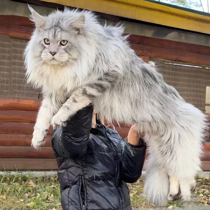 烟灰色缅因猫巨型银虎斑库恩活体大型棕虎斑纯种红虎斑挪威森林猫
