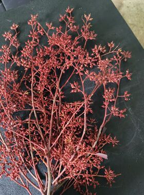 红色小米果吸色工艺永生花干花120克