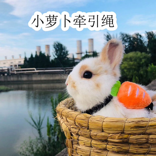 兔子荷兰猪绳可调节大小防挣脱