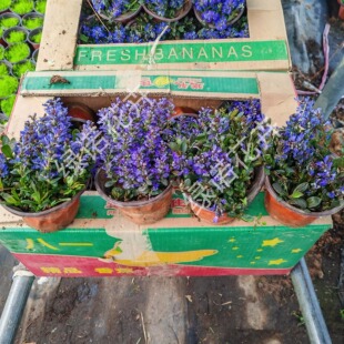 姬十二单筋骨草盆栽耐寒耐热多年生宿根花卉阳台庭院花园常绿绿化