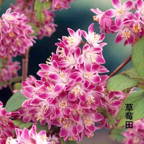 耐寒耐热花卉庭院阳台种植溲疏花雪樱花草莓田粉铃铛
