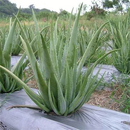 库拉索芦荟苗植物美容院专用灌肤补水特大可敷脸食用室内花卉盆栽