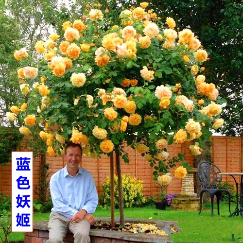 蔷薇花嫁价格 蔷薇花嫁图片 星期三