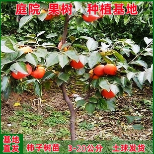 特大柿子苗果树庭院果树果苗南北方种植火晶富平无核脆甜柿子树苗