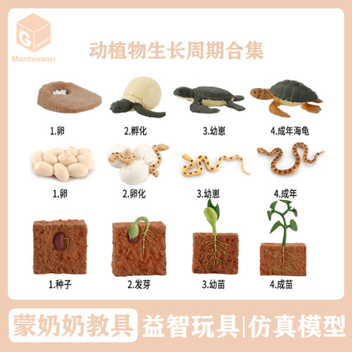 奶奶蒙氏动物成长周期