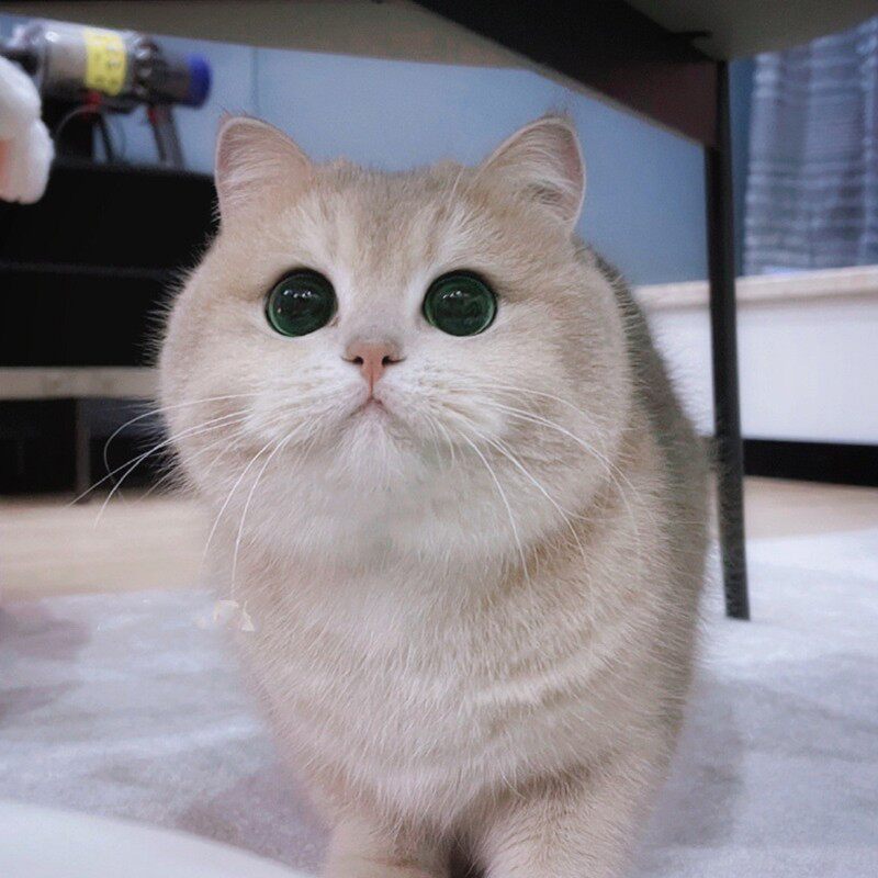 纯种金渐层ny12色幼猫活体英短蓝金赛级血统长毛猫咪北京上海猫舍