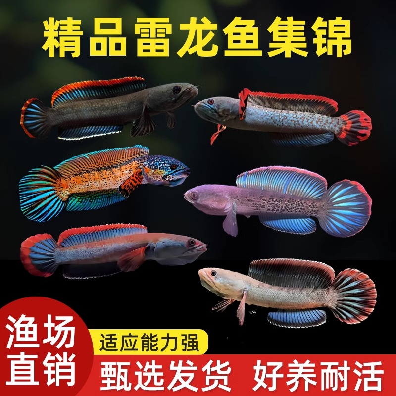 彩虹雷龙鱼好养耐活凶猛观赏鱼