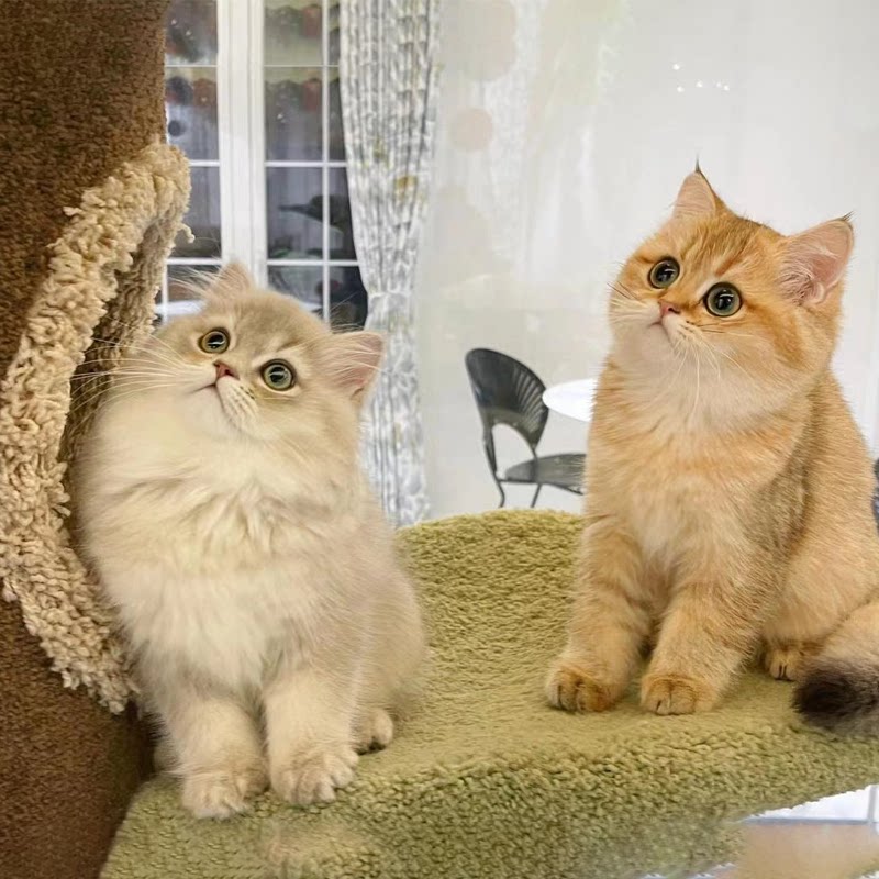 金渐层猫ny12幼猫英短宠物猫幼崽活物纯种赛级蓝金长毛活体小猫咪
