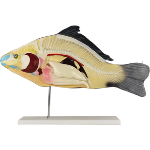 鱼解剖模型可拆卸内脏初高中生物教学演示教具生物动物模型水产养殖专业科学教学模具高职大学生探究