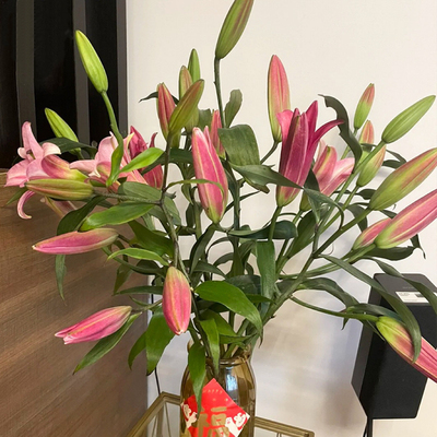 【A级大花苞粉红百合鲜花】昆明基地批发 罗宾娜普拉芬多百合鲜花