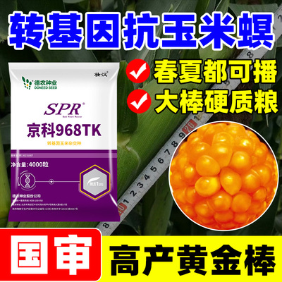 转基因高产玉米种子国审抗虫双棒大棒抗倒伏抗旱涝高芽率苞米种