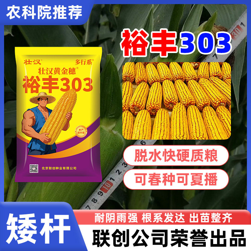 裕丰303玉米种子抗倒抗旱高产双棒抗病粮压秤矮杆正品包谷种