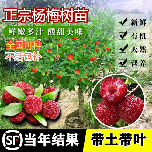 仙居东魁杨梅树树苗带土南方嫁接水晶果树果苗早熟大东槐当年结果