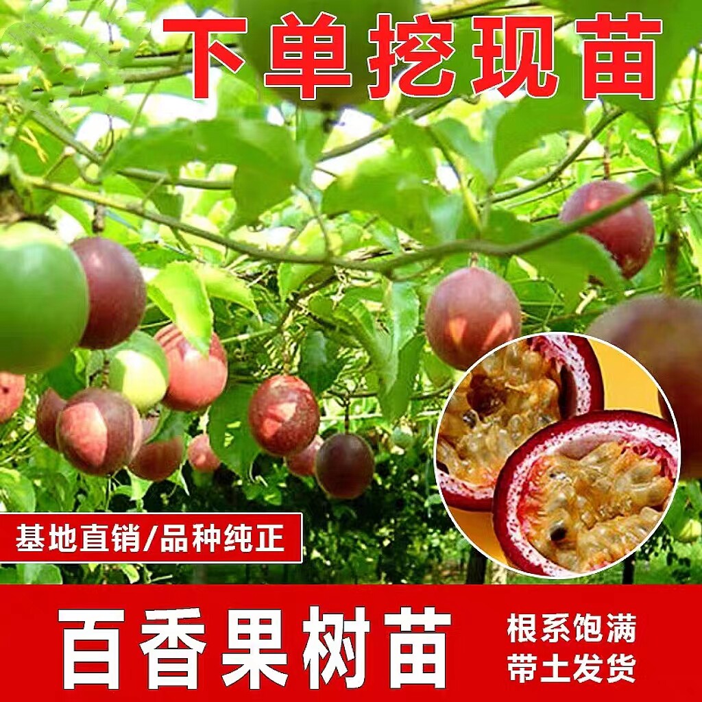 百香果苗鸡蛋果苗果树苗紫香台农黄金果四季可种盆栽庭院阳台果苗