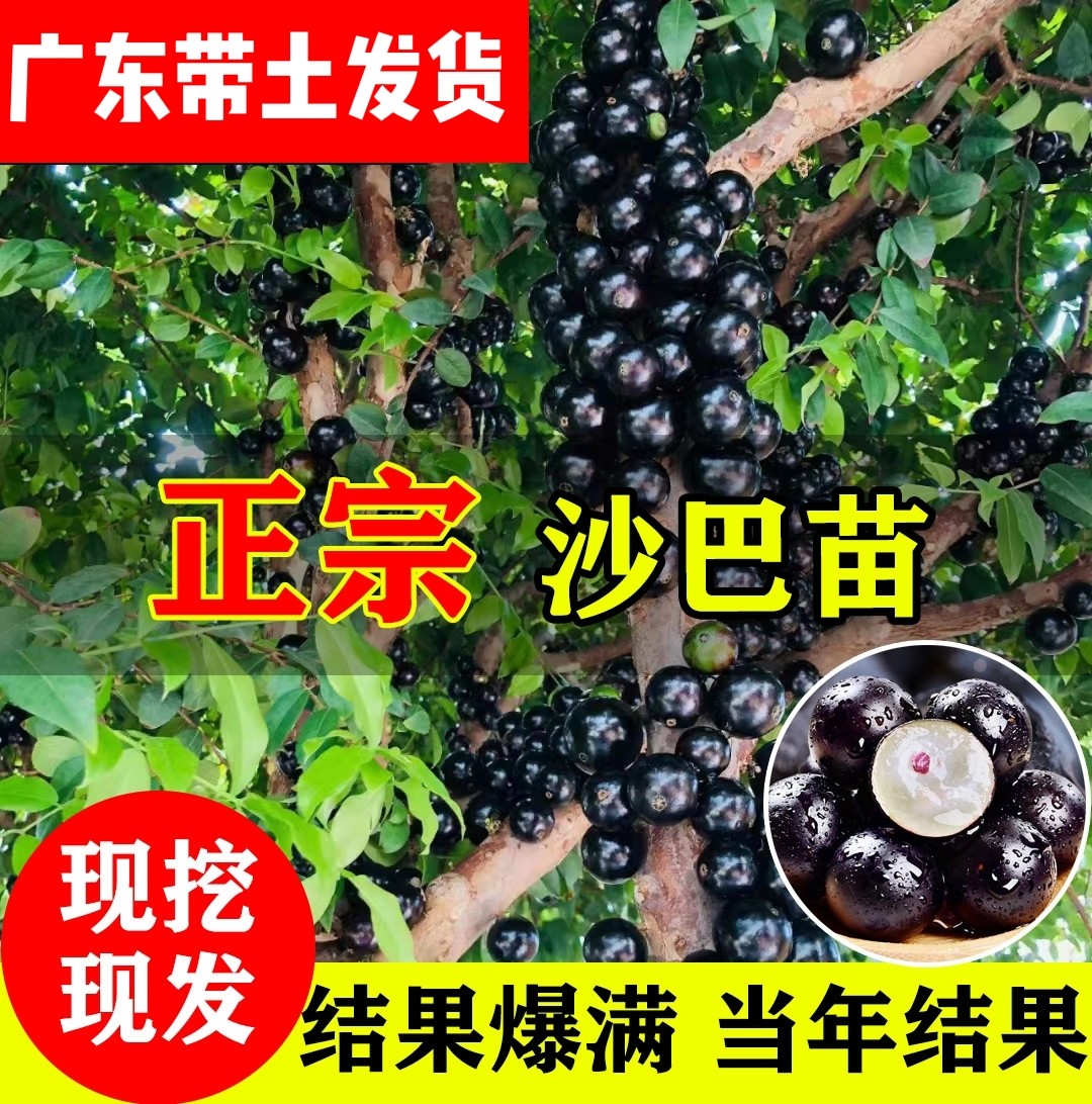 嘉宝果树苗树葡萄果树艾斯卡沙巴四季红妃果苗带果庭院南北种植