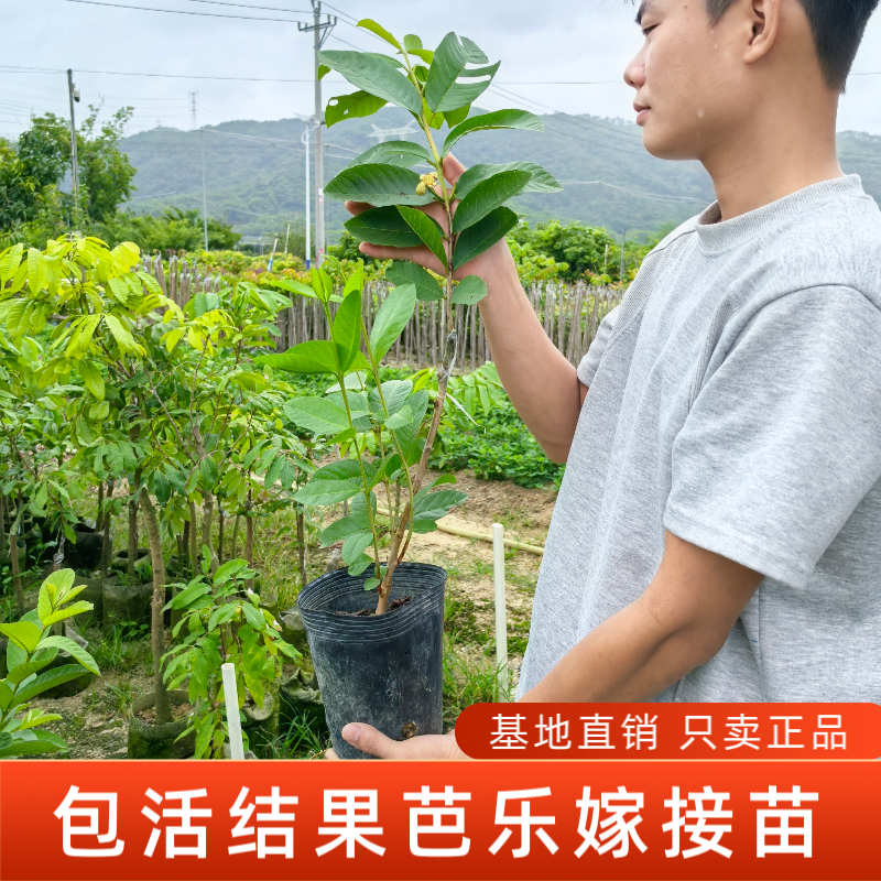 台湾四季南方正宗红心嫁接珍珠胭脂红大果芭乐高产果树西瓜番石榴