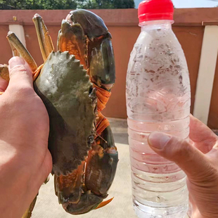 正宗三门青蟹特大公蟹肉蟹 野生海蟹菜鲟水产鲜活螃蟹 2只2斤