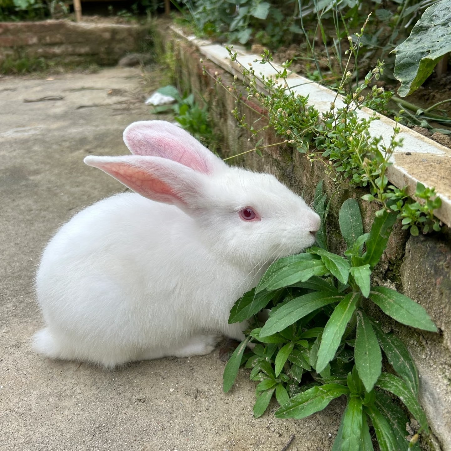 兔子活物小白兔子活苗肉兔种兔活体幼兔宠物幼崽一对公母家养好活,宠物/宠物食品及用品,兔,淘宝优惠券,粉丝福利购,淘宝优惠卷