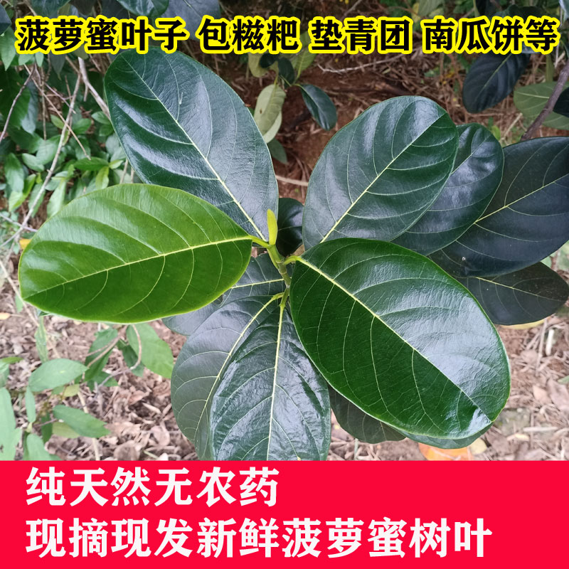 广东特产 现摘 现发 新鲜菠萝蜜叶子树菠萝叶片做垫叶喂虫叶子